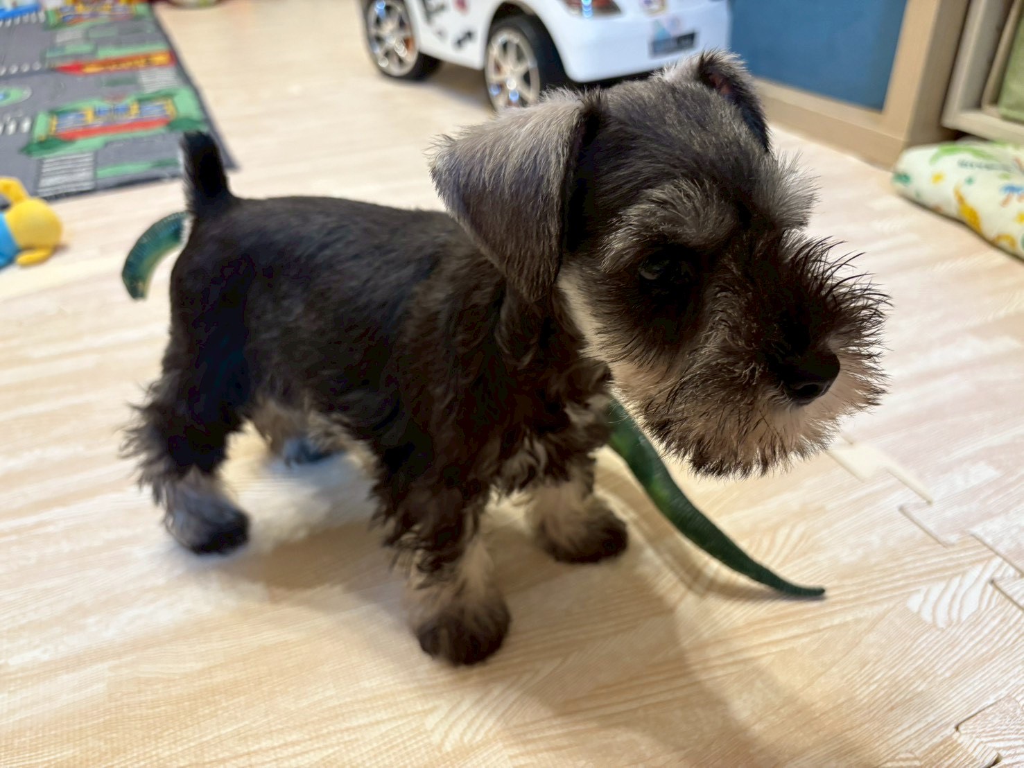 我が家のミニチュアシュナウザーのパピーの写真