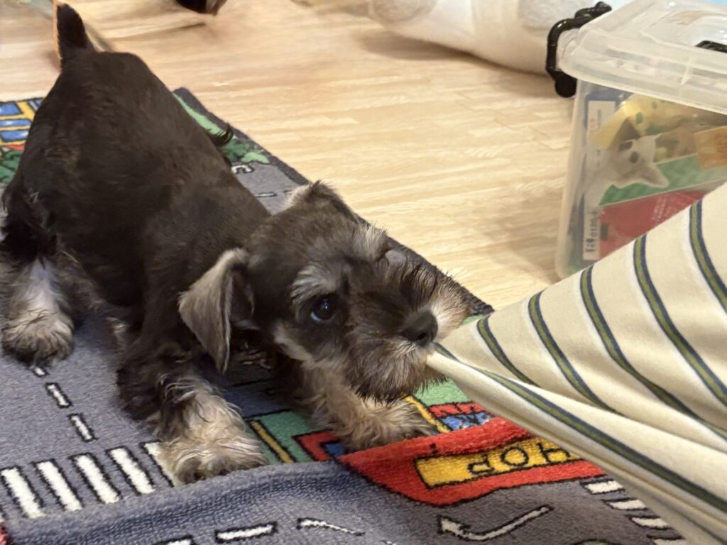 服を引っ張る我が家のミニチュアシュナウザーのパピー