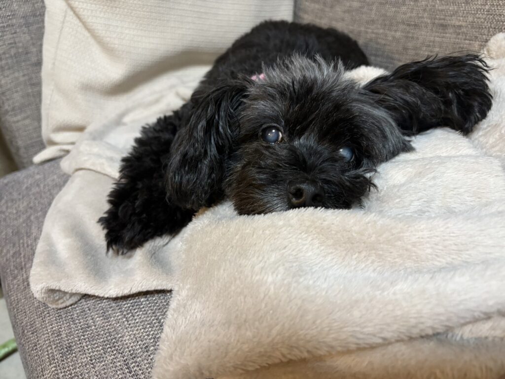 我が家のトイプードルとパピヨンのMIX犬