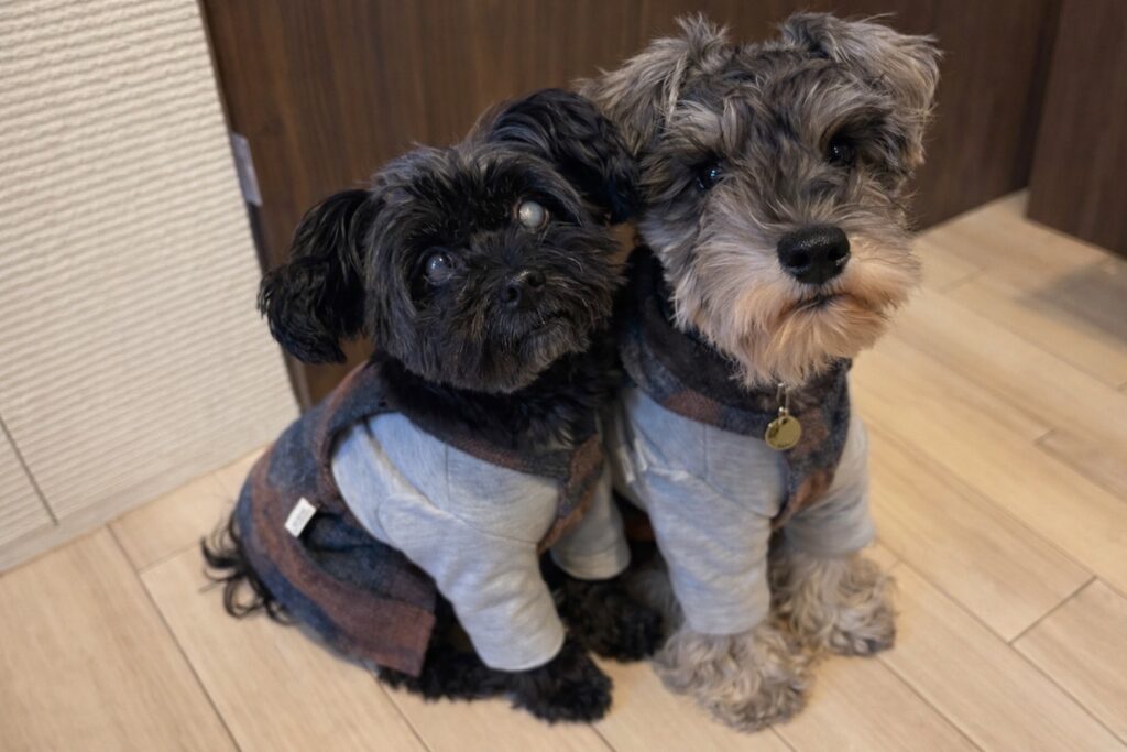 我が家のパピヨン×トイプードルのMIX犬とミニチュアシュナウザーが並んでいる写真