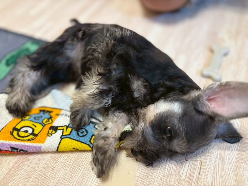 寝転がってハンカチをかじる我が家のミニチュアシュナウザーのパピー