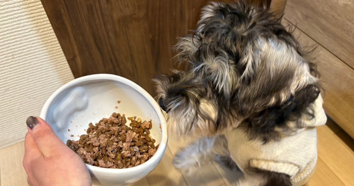 フードが待てない我が家のミニチュアシュナウザーのパピー