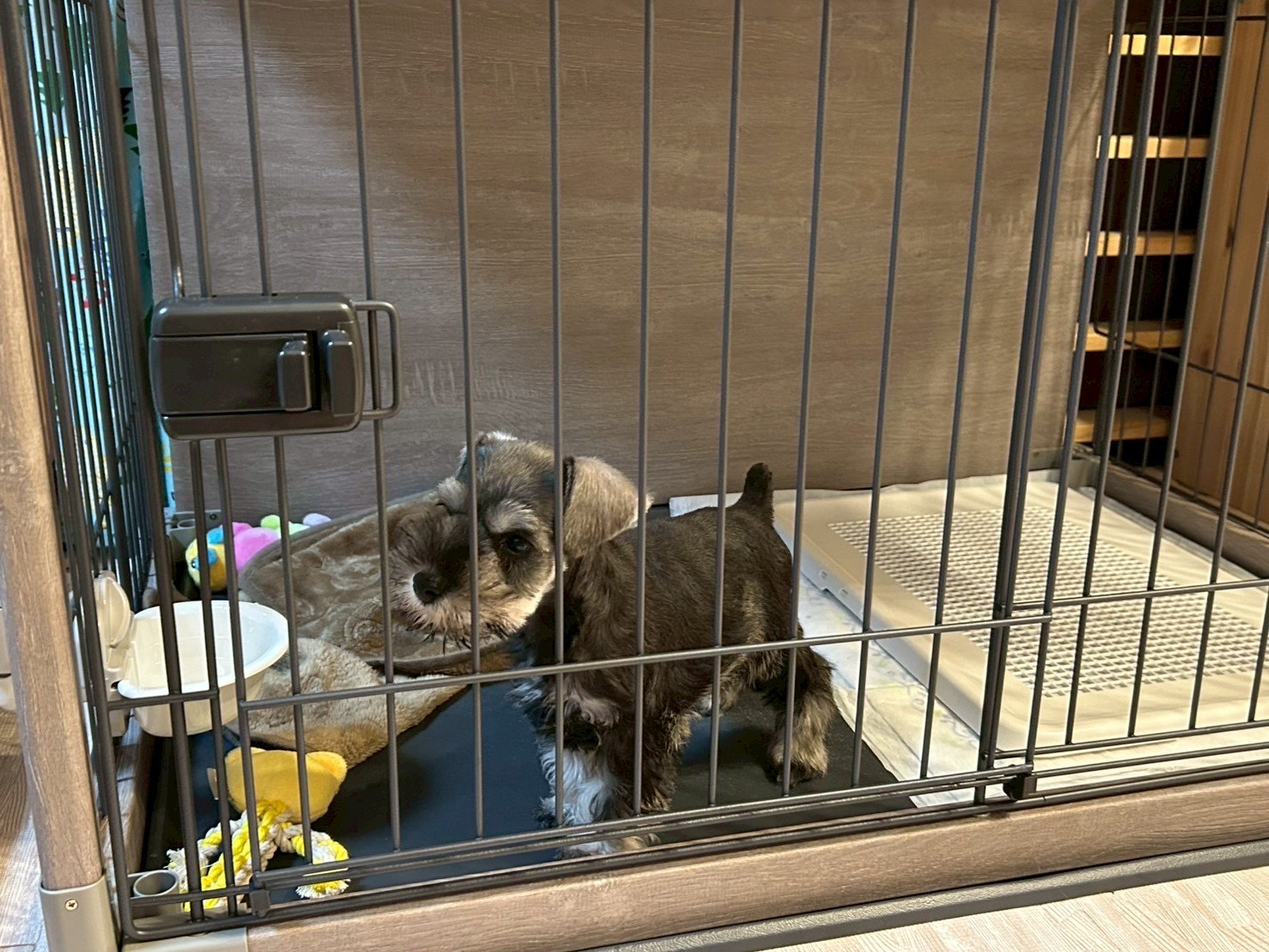 ケージの中にいる我が家のミニチュアシュナウザーのパピー