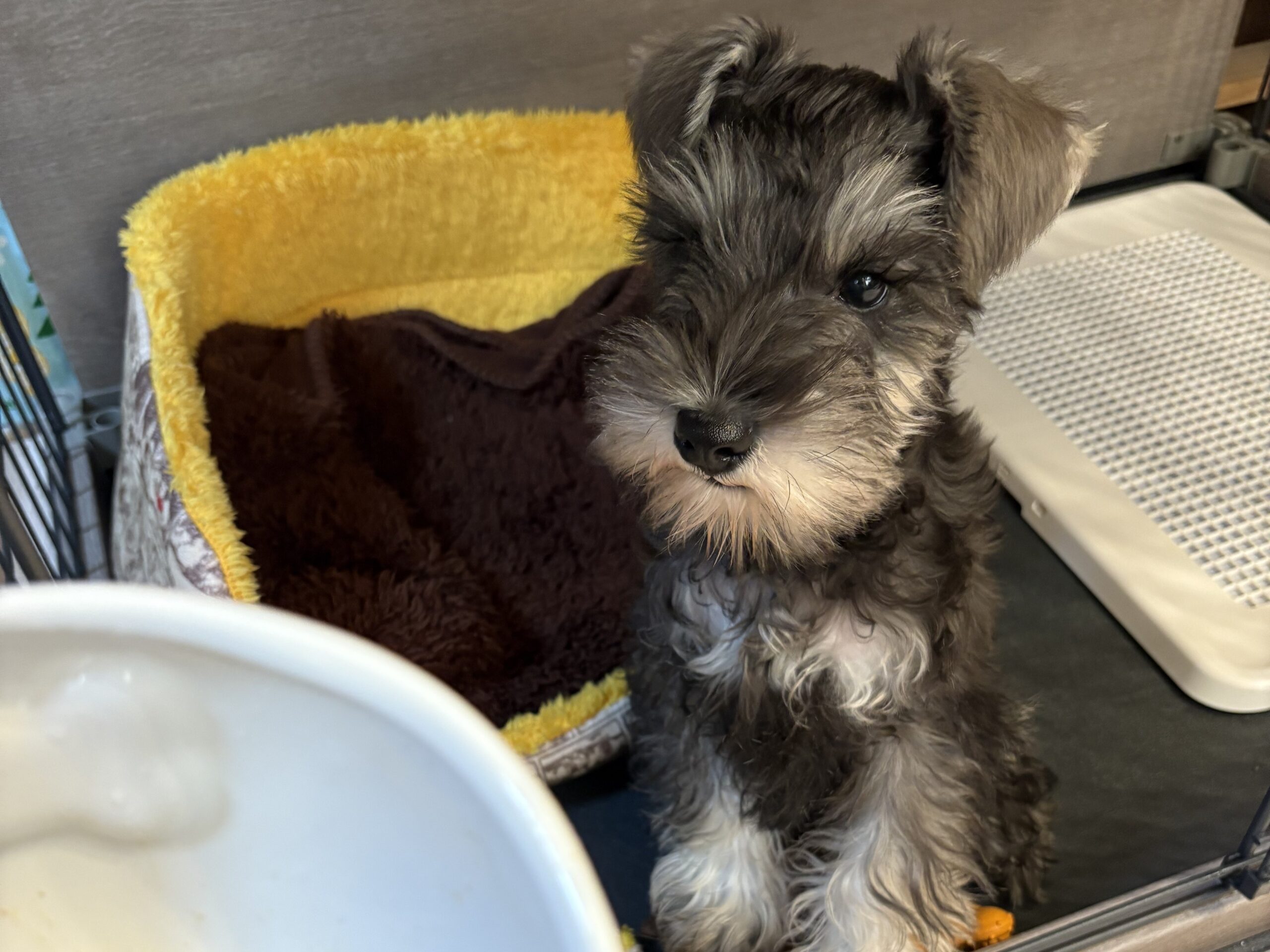 ごはんをお座りして待つ我が家のミニチュアシュナウザーのパピー