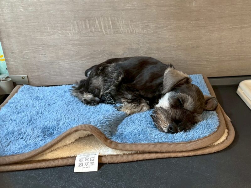 お昼寝をする我が家のミニチュアシュナウザーのパピー