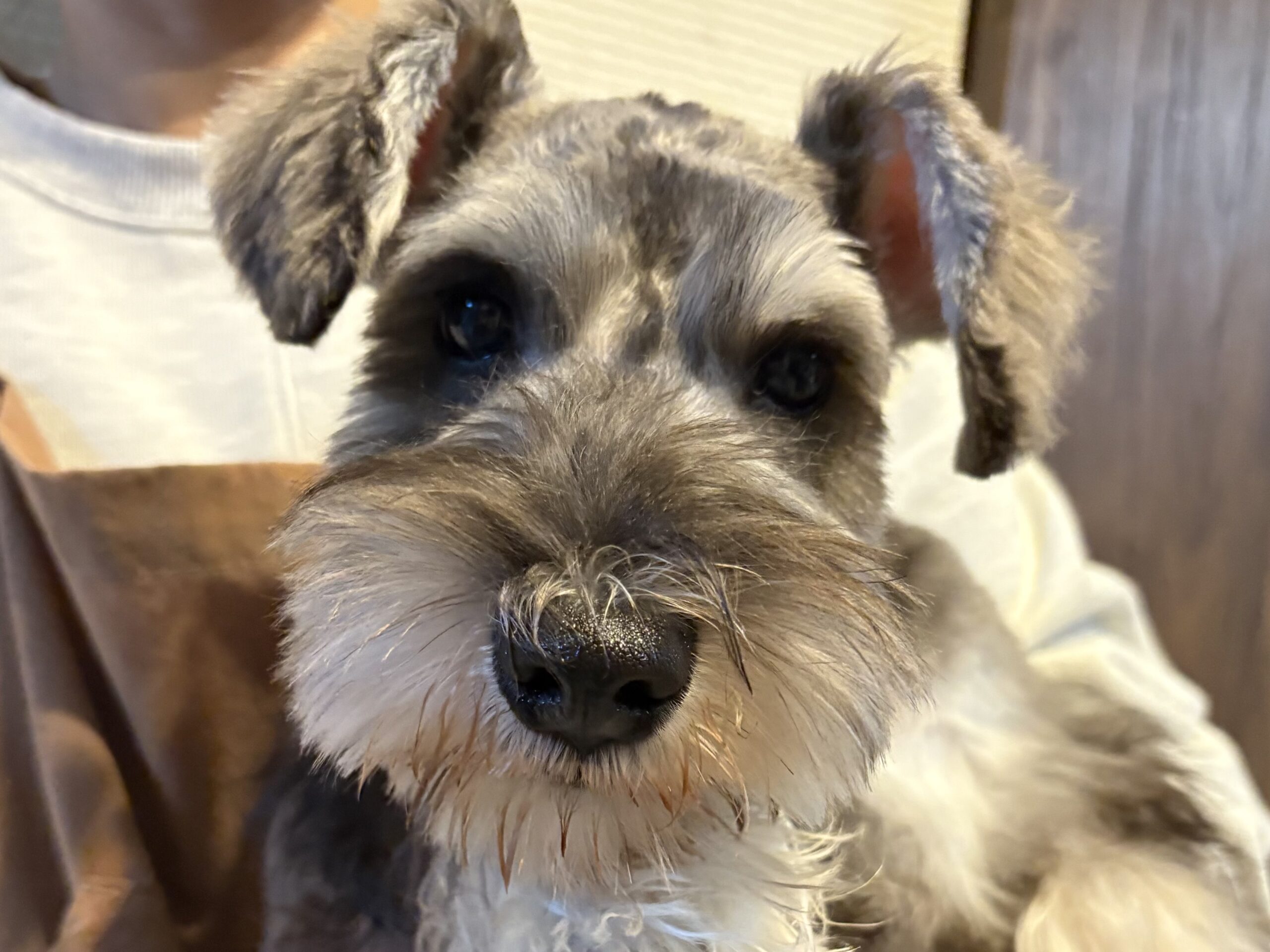 真っ白なおひげの我が家のミニチュアシュナウザーのパピー