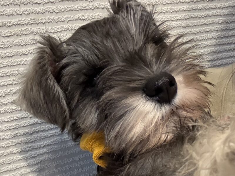 よだれやけが目立つ我が家のミニチュアシュナウザーのパピー