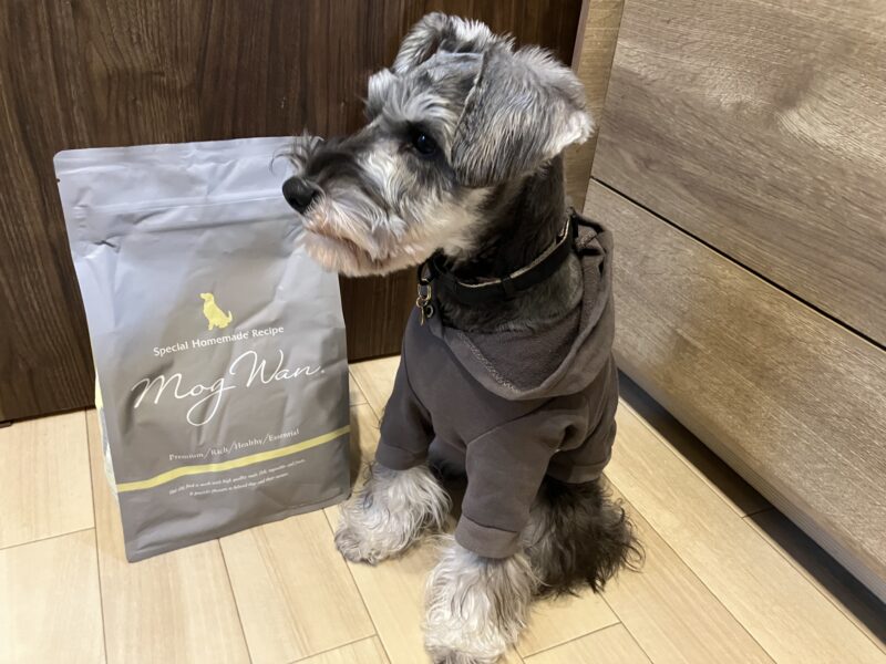 モグワンドッグフードと我が家のミニチュアシュナウザーのパピーが並んでいる様子