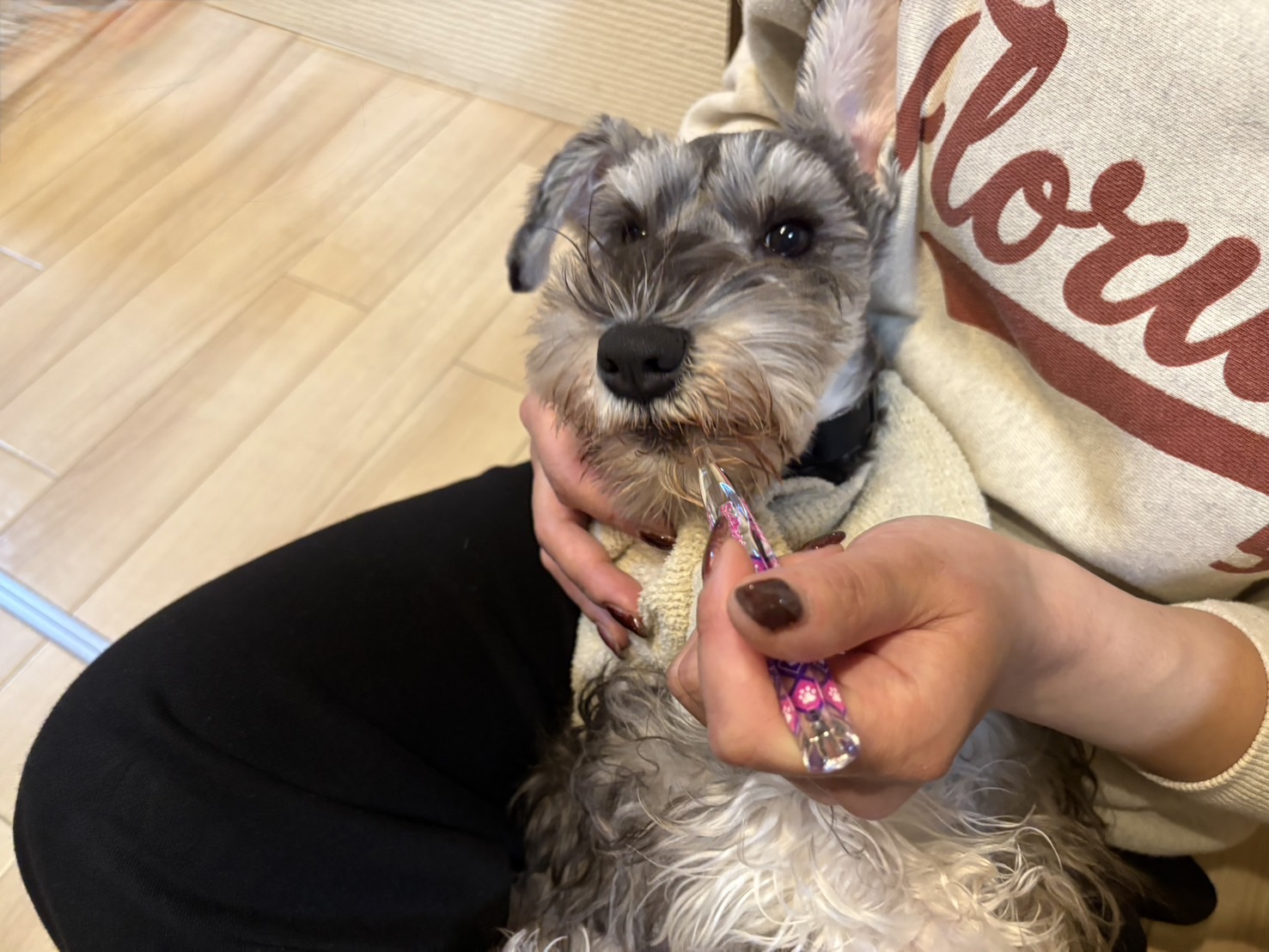 顎を支えられながら歯みがきをしている我が家のミニチュアシュナウザーのパピー