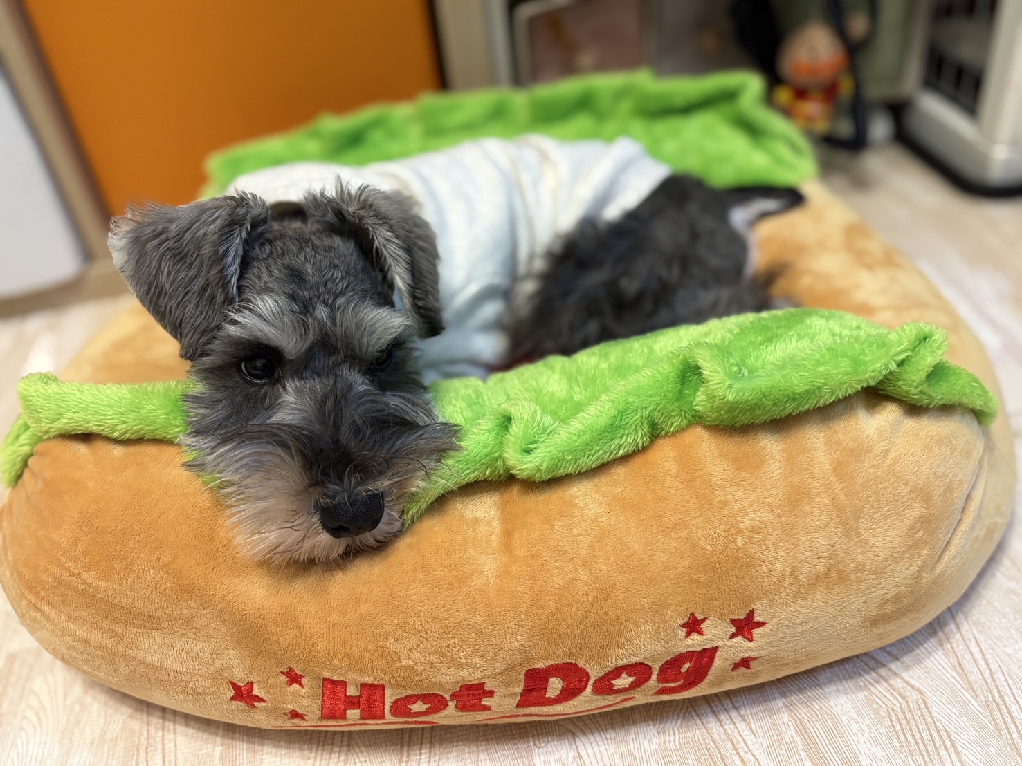 犬用ベッドの上で寝る我が家のシュナパピー