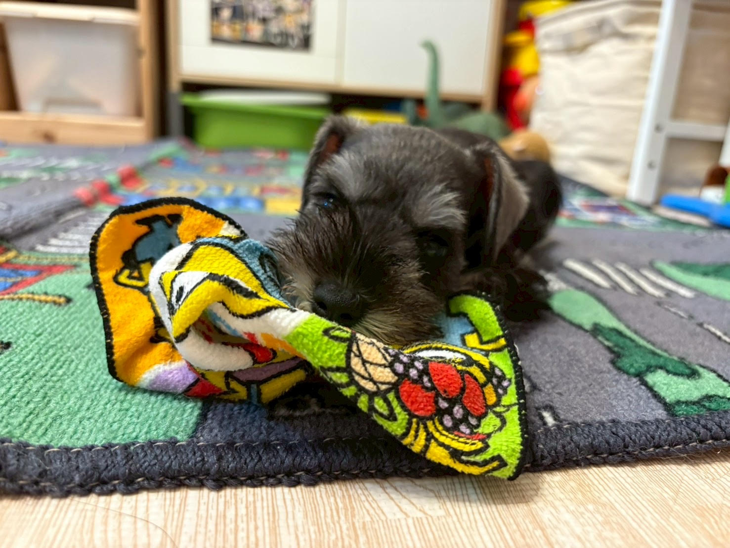 お腹を空かせてタオルを噛む我が家のミニチュアシュナウザーのパピー