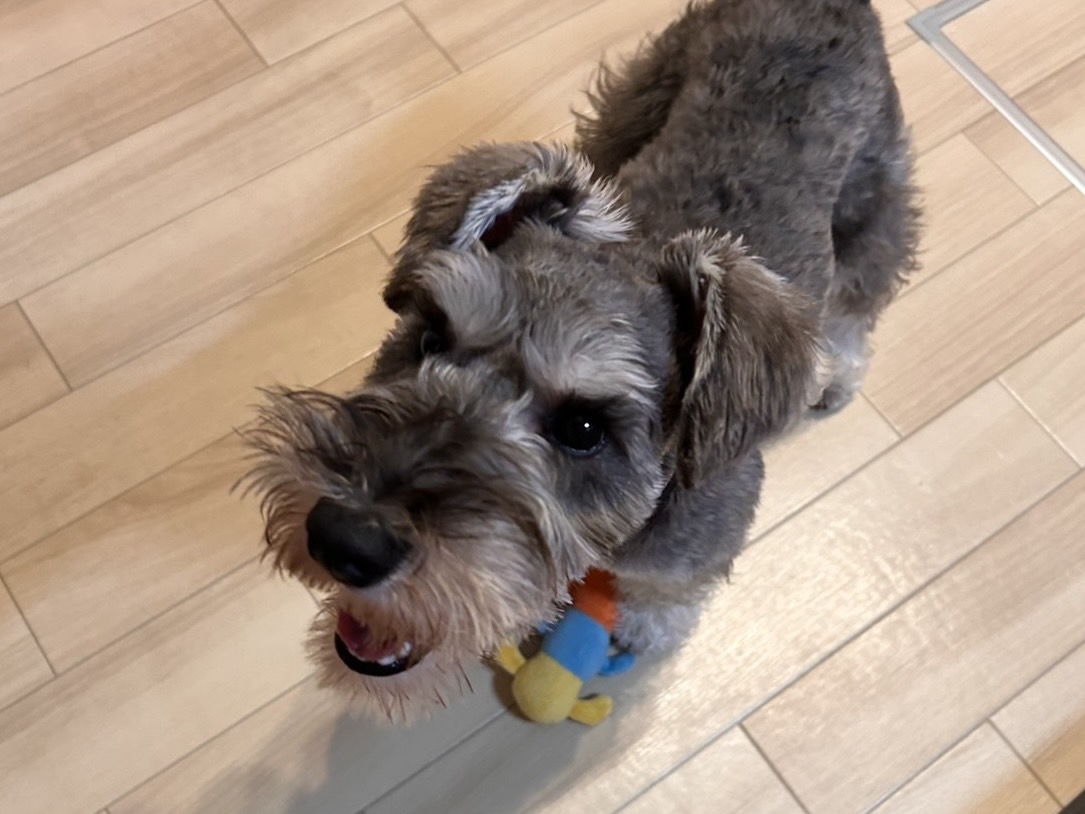 噛みつこうとする我が家のミニチュアシュナウザー