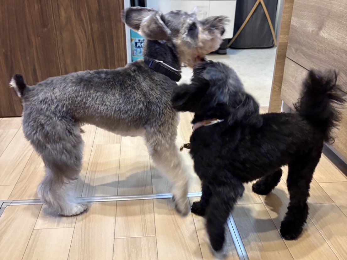 じゃれ合う我が家のシュナパピーと先住犬