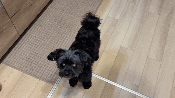 しっぽを振る我が家の先住犬（トイプードル×パピヨンのMIX犬）