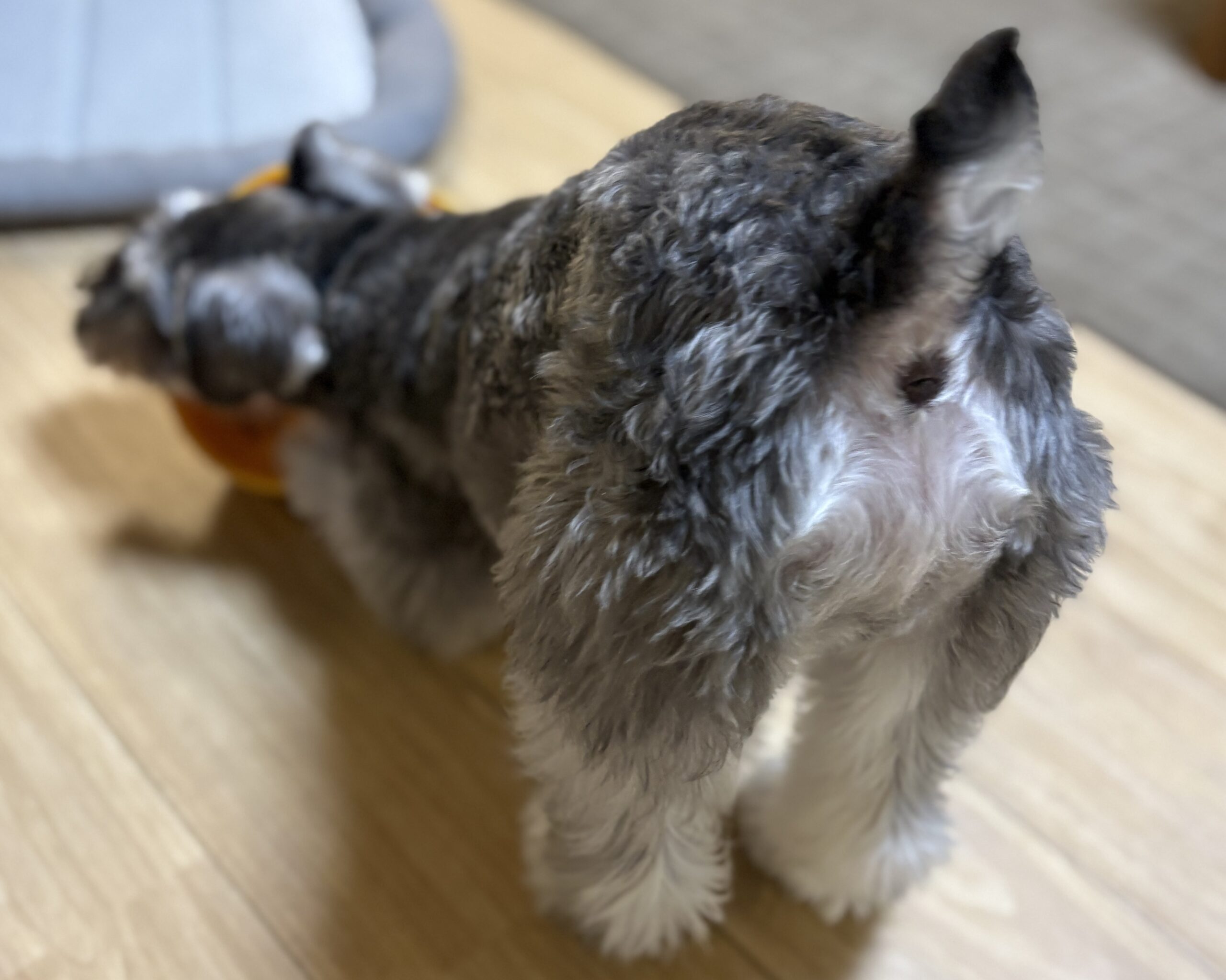お尻をぷりっと突き出している我が家のミニチュアシュナウザー